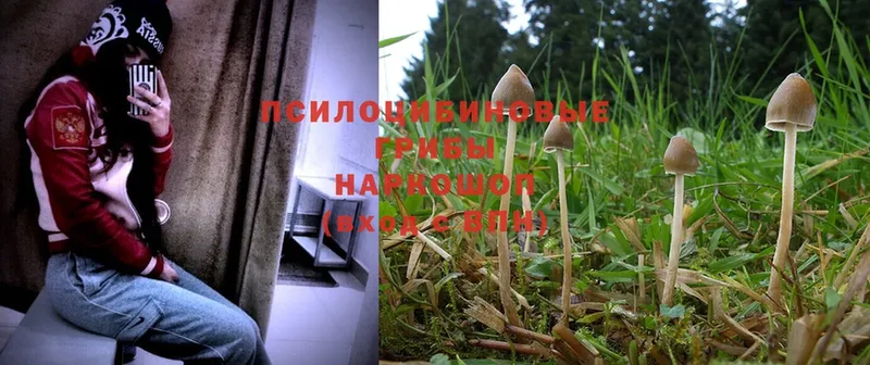 купить наркоту  Чита  Псилоцибиновые грибы MAGIC MUSHROOMS 